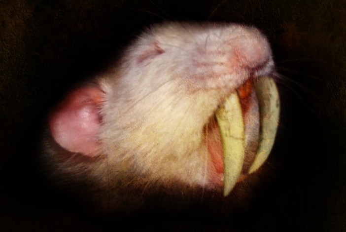 A Sabretooth Rat. Image by allison712